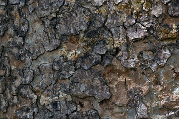 Tree bark of a giant forest plant. 