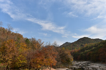 Autumn maple leaves in Hwayang-gugok, Korea