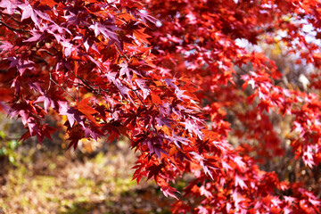 Autumn maple leaves in Hwayang-gugok, Korea
