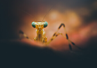 Closeup of a Baby Mantis