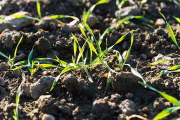 Jeunes pousses de blé en terre