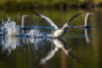 Sterntaucher (Gavia stellata)