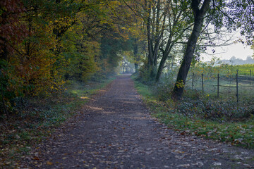Quiet tree lined country road in autumn