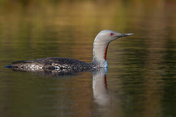 Sterntaucher (Gavia stellata)