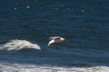 Fototapeta na wymiar seagull in the sea