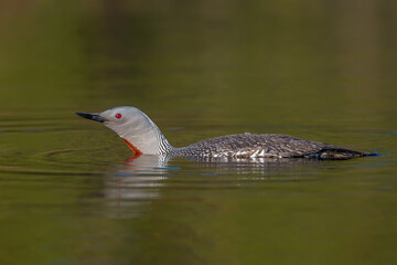 Sterntaucher (Gavia stellata)