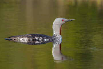 Sterntaucher (Gavia stellata)