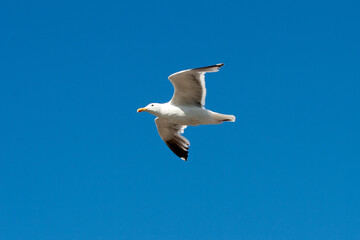 seagull in the sky