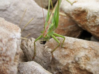 Green grasshopper (Tettigonia viridissima)