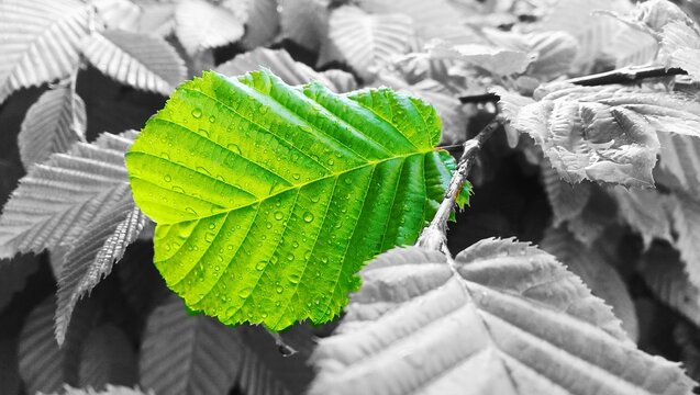 Blatt im Focus, zentriert, herausragend, Wassertropfen