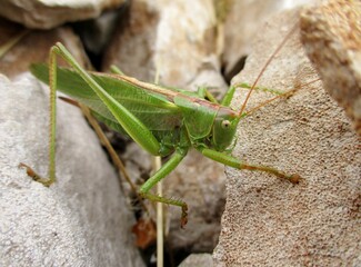 Great green bush cricket (Tettigonia viridissima) 
