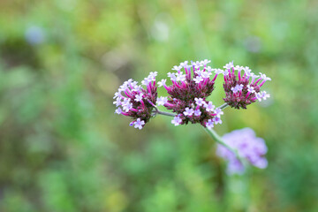 purple flower called verbena bonariensis, with green background