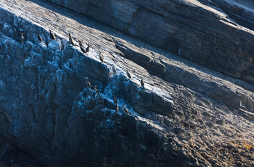 Fototapeta premium European shag or common shag (Phalacrocorax aristotelis), 