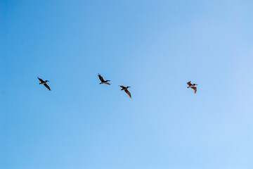 birds in flight and blue sky