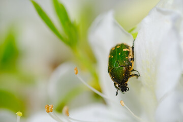 ツツジに来たハナムグリ