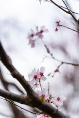雨に濡れる桜の花