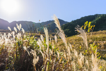 Fototapeta premium 秋のススキがある日本の絶景