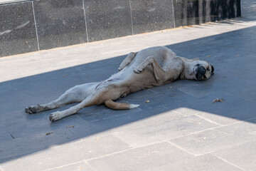 White stray dog ​​lying down on the street