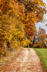 a gravel path at forest edge in autumn