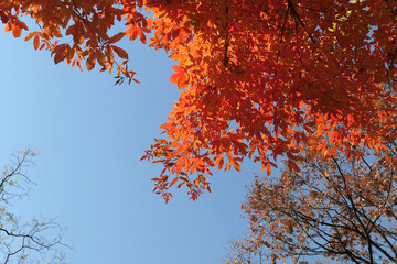 Autumn leaves on the stone wall road in Deoksugung, Korea