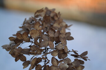 close-up dried flower snow