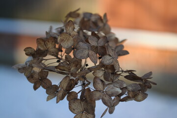 close-up dried flower snow