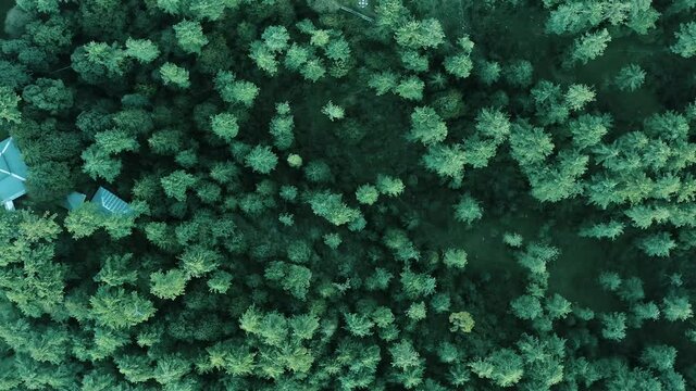 4K Drone Footage, Aerial view of Patriata Murree, Lush Green Pine Trees Forest Landscape and Patriata Chairlift, New Murree, Punjab, Pakistan, 4K Forest Videos, 
