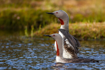 Sterntaucher (Gavia stellata)