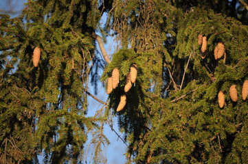 cones, spruce, trees.