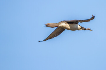 Sterntaucher (Gavia stellata)