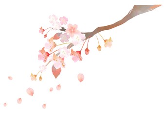 水彩の桜のイラスト素材