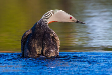 Sterntaucher (Gavia stellata)