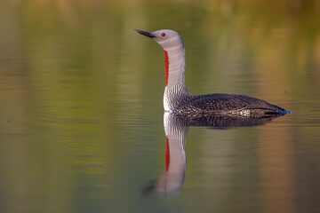 Sterntaucher (Gavia stellata)