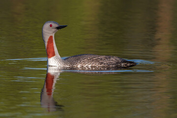 Sterntaucher (Gavia stellata)