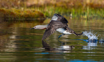 Sterntaucher (Gavia stellata)