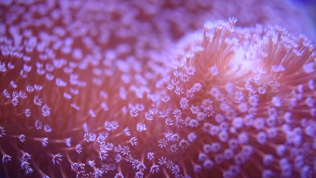 close-up of beautiful red coral in deep sea