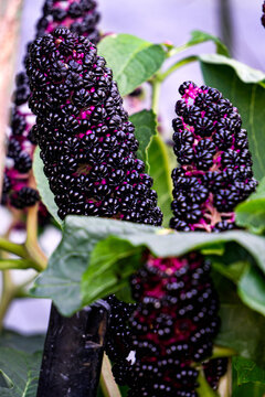 Lakonos or American phytolacca with purple berries in the garden.