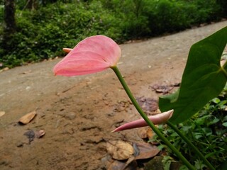 Beautiful pink colour anthurium flower