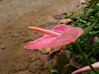 Fototapeta na wymiar Beautiful pink colour anthurium flower