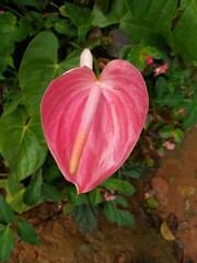 Beautiful pink colour anthurium flower