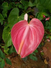 Beautiful pink colour anthurium flower
