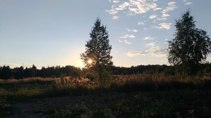 Birch and field against the setting sun
