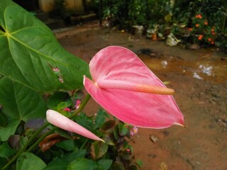 Beautiful pink colour anthurium flower
