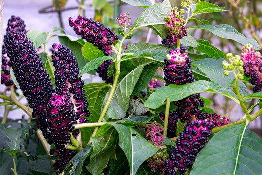 Lakonos or American phytolacca with purple berries in the garden.