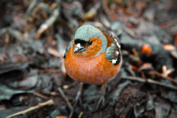 Chaffinch on the background of last year's foliage
