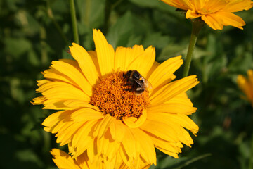 Hummel auf einer Blume