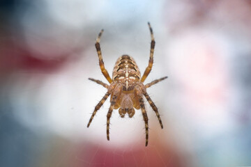 Closeup of European garden spider