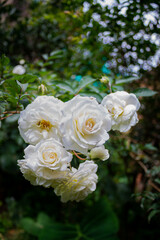 bouquet of roses