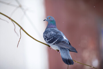 A Pigeon sits on a snow-covered tree in winter