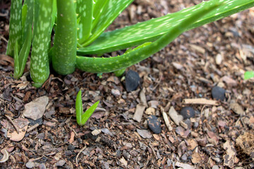 Aloe Vera plant fresh leaf on outdoor soil in farm garden natural background, it is ingredient cosmetics beauty product or food health and medicine as a skin care treatment concept.